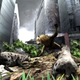 Illustration for article titled emTokyo Jungle/em: The emKotaku/em Review
